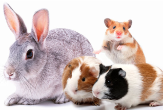 Which Small Pet Fits Your Lifestyle?